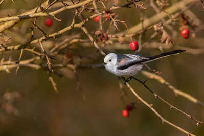 197A3627 CR3 DxO DeepPRIME