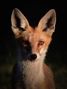 inbound1223241069963996887