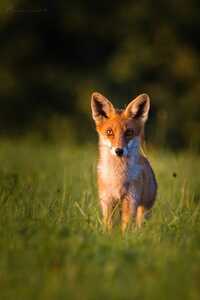 inbound278469715982530910