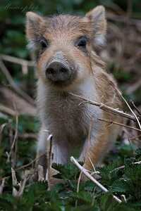 inbound7194998267051603169