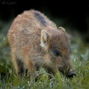 inbound657646745110116932