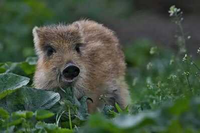 inbound7816734460807966481