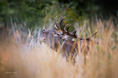 145A2003 DeNoiseAI standardvv 2