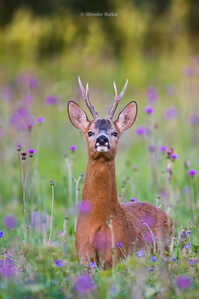 381A3684 DeNoiseAI xxxclear