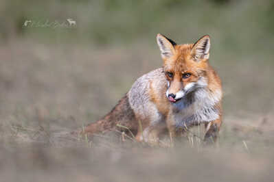 381A8666 DeNoiseAI xcclearmm