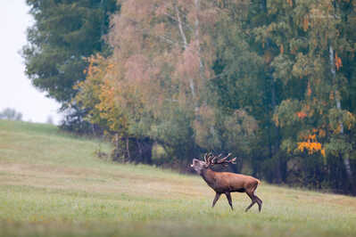 145A6244 DeNoiseAI standard