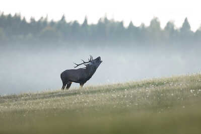 145A3578 DeNoiseAI clear