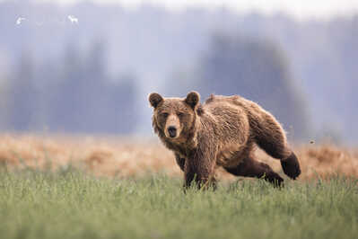 145A1429 DeNoiseAI standard