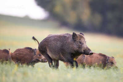 145A2750 DeNoiseAI standard