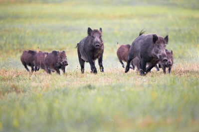 145A2737 DeNoiseAI standard