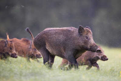 145A2752 DeNoiseAI standard