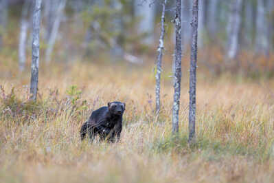 145A7145 2 DeNoiseAI standard