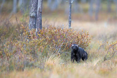 145A7190 DeNoiseAI standard