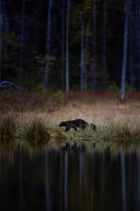 145A8866 DeNoiseAI severe noise (1)