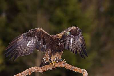 54877286 9750 40FE 8E64 E211029D4C06 54877286 9750 40FE 8E64 E211029D4C06