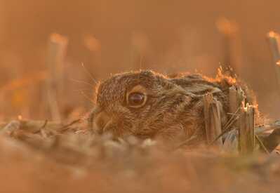 inbound2599678793461137994